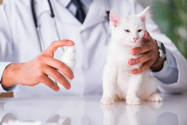 흰 고양이를 확인에 대 한 수 의사 방문 — 스톡 사진