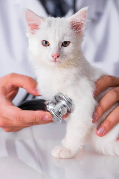 Wit katje bezoeken van dierenarts voor een check up — Stockfoto