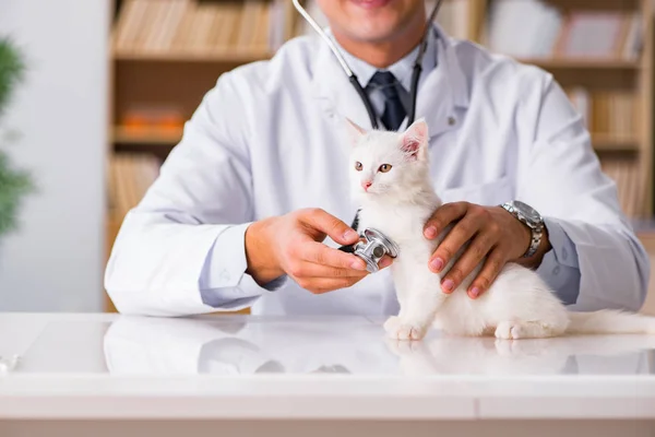 Gatinho branco visitando veterinário para check-up — Fotografia de Stock