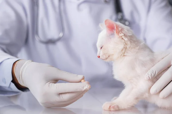 Weißes Kätzchen zur Kontrolle beim Tierarzt — Stockfoto