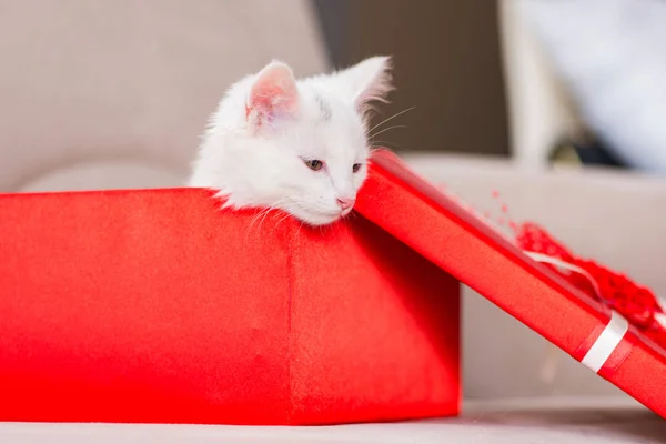 Kucing putih seperti yang hadir dalam kotak merah — Stok Foto