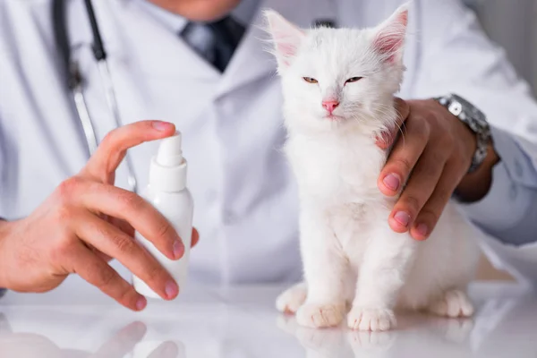 Weißes Kätzchen zur Kontrolle beim Tierarzt — Stockfoto