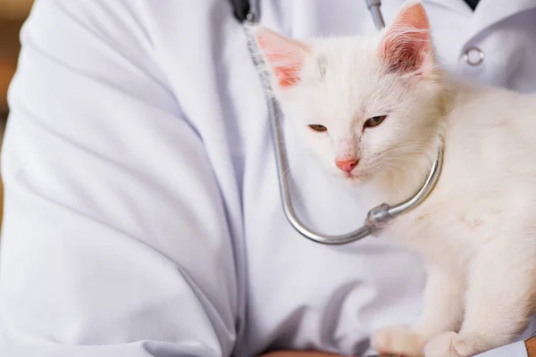 Beyaz yavru kedi kadar onay için veteriner ziyaret — Stok fotoğraf