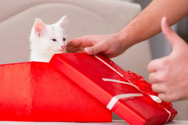 White cat as present in red box — Stock Photo, Image