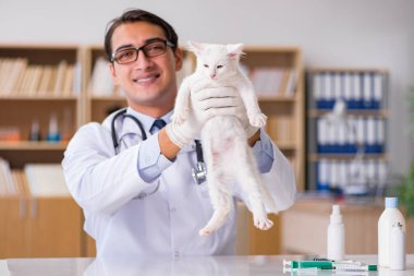 Beyaz yavru kedi kadar onay için veteriner ziyaret