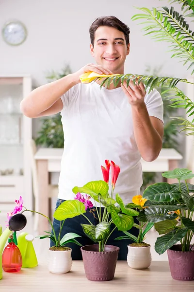 Homem cuidando de plantas em casa — Fotografia de Stock