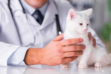 Beyaz yavru kedi kadar onay için veteriner ziyaret