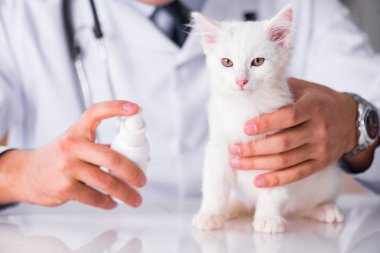 Beyaz yavru kedi kadar onay için veteriner ziyaret