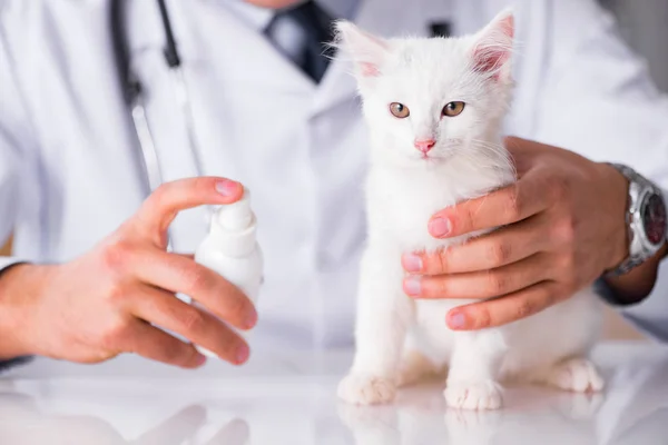 Wit katje bezoeken van dierenarts voor een check up — Stockfoto