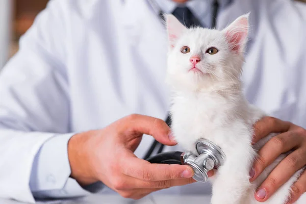 Bílé kotě, návštěva veterináře pro kontrolu nahoru — Stock fotografie