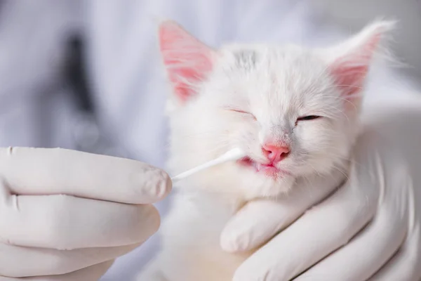 Beyaz yavru kedi kadar onay için veteriner ziyaret — Stok fotoğraf