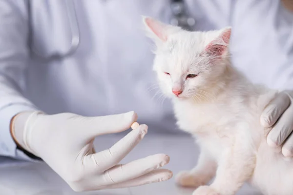 Gatito blanco visitando veterinario para chequear — Foto de Stock
