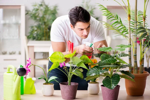 Az ember vigyáz a növények otthon — Stock Fotó