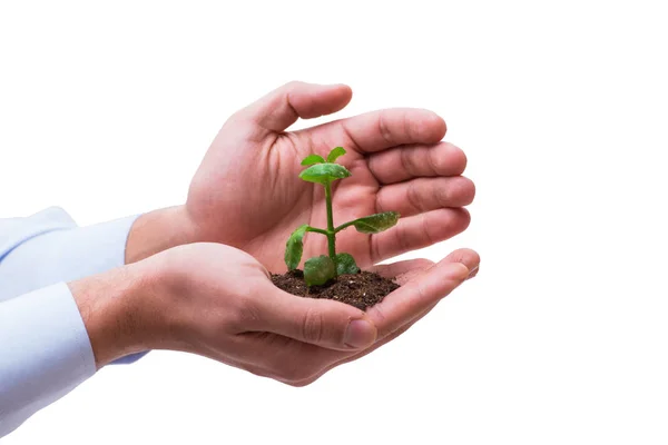 Handhaltender Sämling in neuem Lebenskonzept auf Weiß — Stockfoto