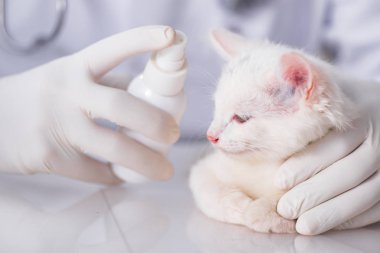 Beyaz yavru kedi kadar onay için veteriner ziyaret