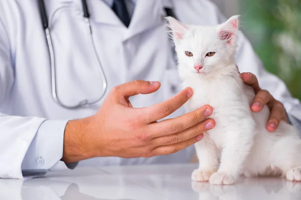 Bílé kotě, návštěva veterináře pro kontrolu nahoru — Stock fotografie