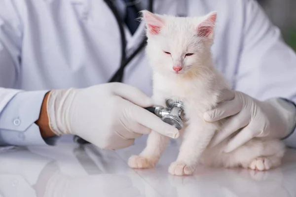 Λευκό γατάκι επίσκεψη κτηνίατρο για check up — Φωτογραφία Αρχείου
