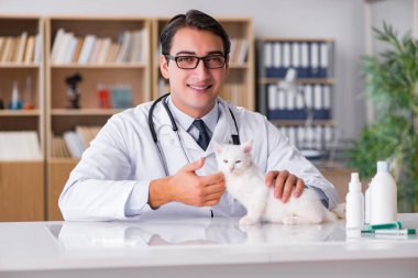 Beyaz yavru kedi kadar onay için veteriner ziyaret