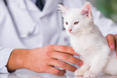 Beyaz yavru kedi kadar onay için veteriner ziyaret
