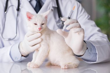 Beyaz yavru kedi kadar onay için veteriner ziyaret