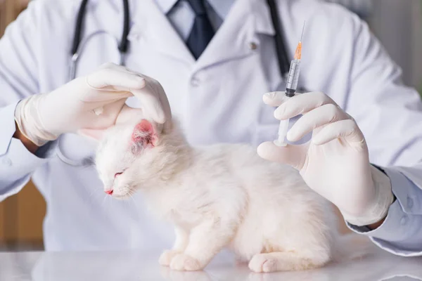 White kitten visiting vet for check up — Stock Photo, Image