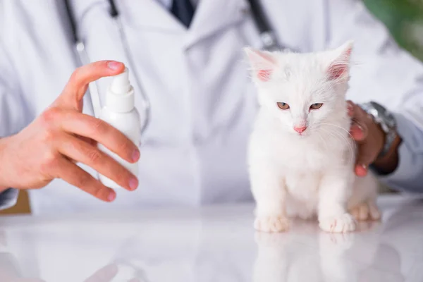 Gatito blanco visitando veterinario para chequear — Foto de Stock