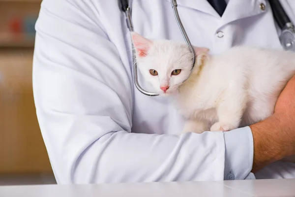 Wit katje bezoeken van dierenarts voor een check up — Stockfoto