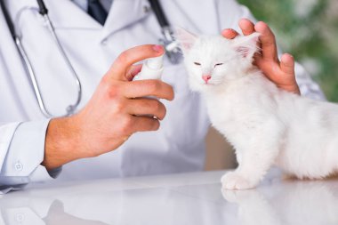 Beyaz yavru kedi kadar onay için veteriner ziyaret