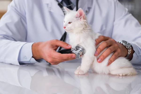 Bílé kotě, návštěva veterináře pro kontrolu nahoru — Stock fotografie