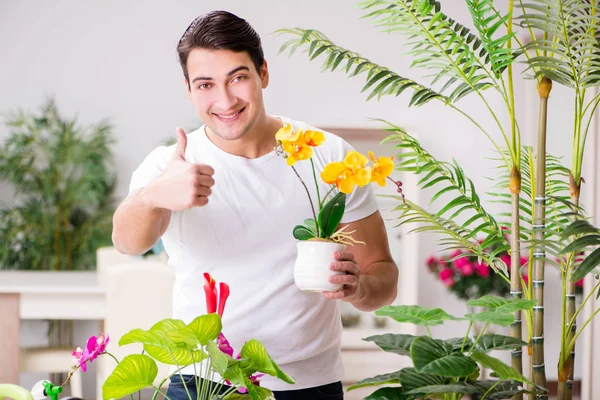 El hombre cuidando las plantas en casa — Foto de Stock