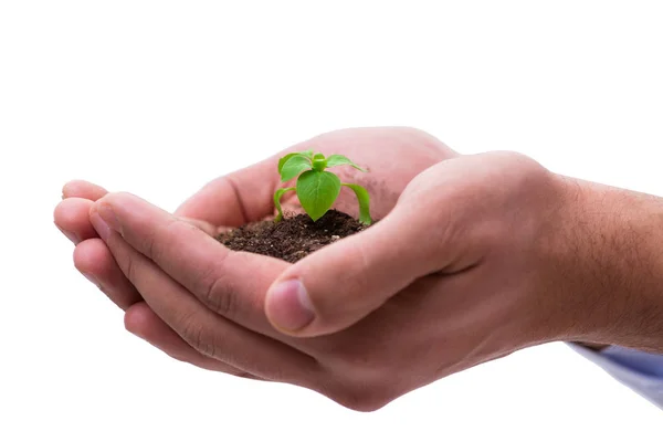 Hand holding seedling in new life concept on white — Stock Photo, Image