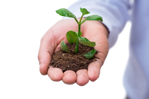 Hand holding seedling in new life concept on white — Stock Photo, Image