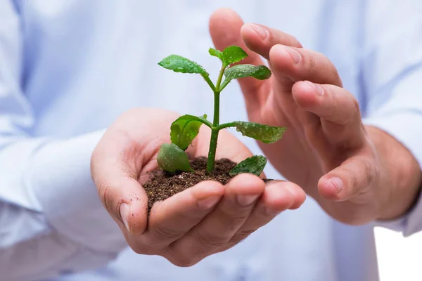 Mann hält grünen Sämling isoliert auf weißem Grund — Stockfoto