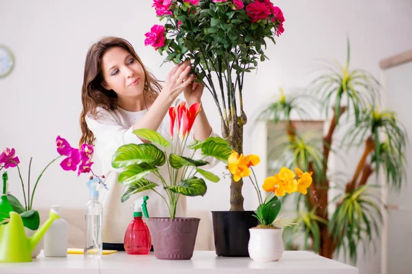 Junge Frau kümmert sich zu Hause um Pflanzen — Stockfoto