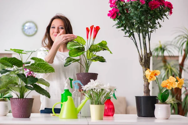 Молода жінка доглядає за рослинами вдома — стокове фото