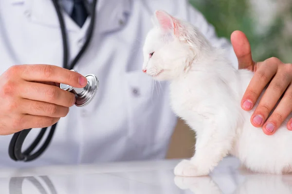 Gatito blanco visitando veterinario para chequear — Foto de Stock