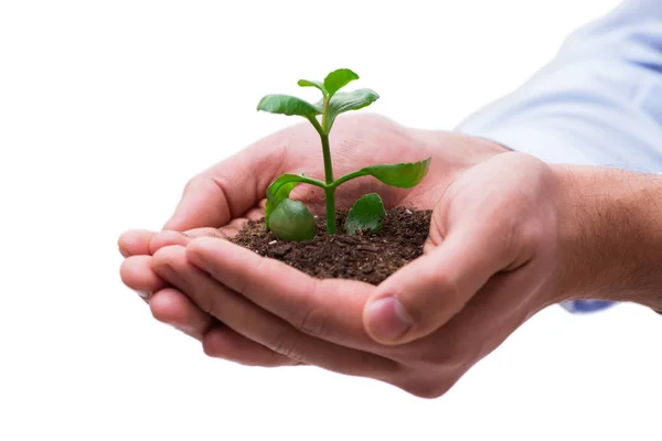 Hand holding seedling in new life concept on white — Stock Photo, Image