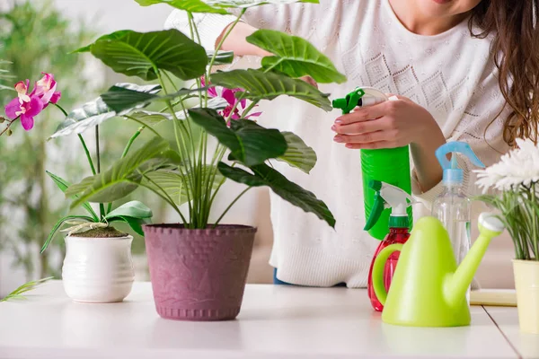 Mujer joven cuidando plantas en casa —  Fotos de Stock