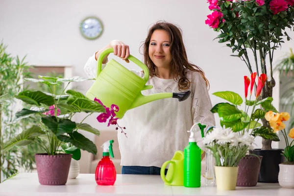 Mujer joven cuidando plantas en casa —  Fotos de Stock