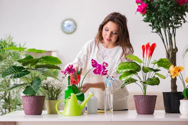 Mujer joven cuidando plantas en casa —  Fotos de Stock