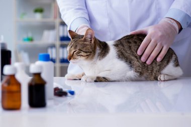 Kedi muayenesi için veteriner.