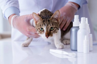 Kedi muayenesi için veteriner.