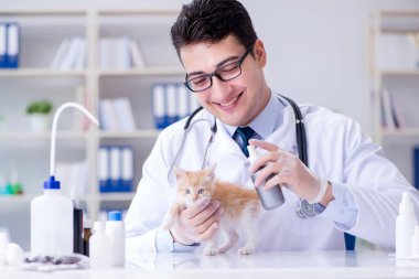 Kedi muayenesi için veteriner.