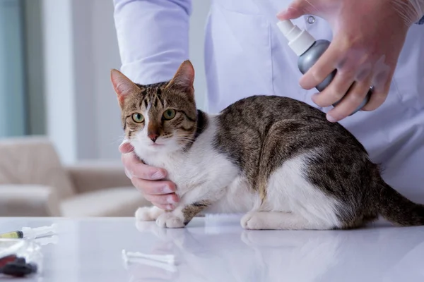 Cat visitando veterinário para check-up regular — Fotografia de Stock