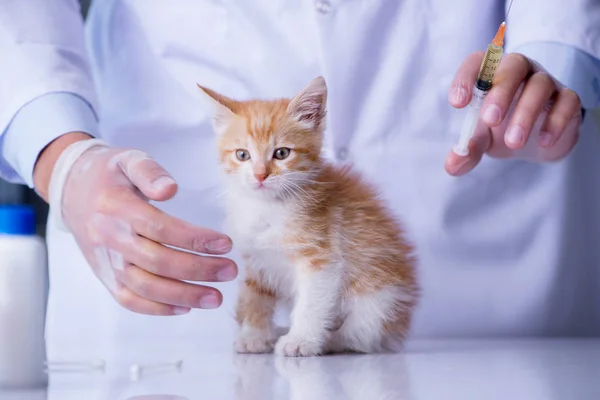 Cat visiting vet για τακτικό έλεγχο — Φωτογραφία Αρχείου