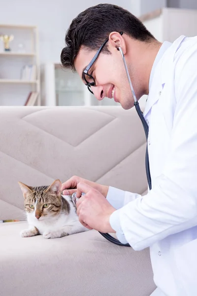 Kočičí návštěva veterináře pro pravidelné kontroly — Stock fotografie