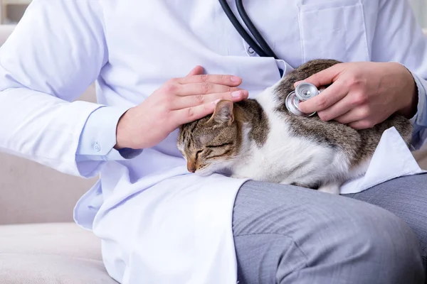 Cat visiting vet για τακτικό έλεγχο — Φωτογραφία Αρχείου