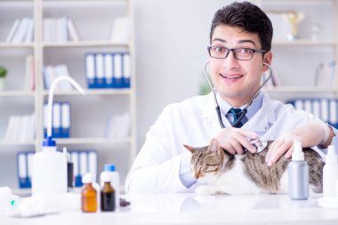 Kedi muayenesi için veteriner.