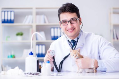 Kedi muayenesi için veteriner.