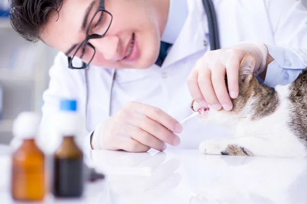 Veterinario visitante de gato para chequeo regular — Foto de Stock